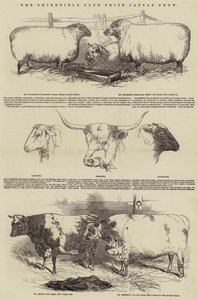The Smithfield Club Prize Cattle Show